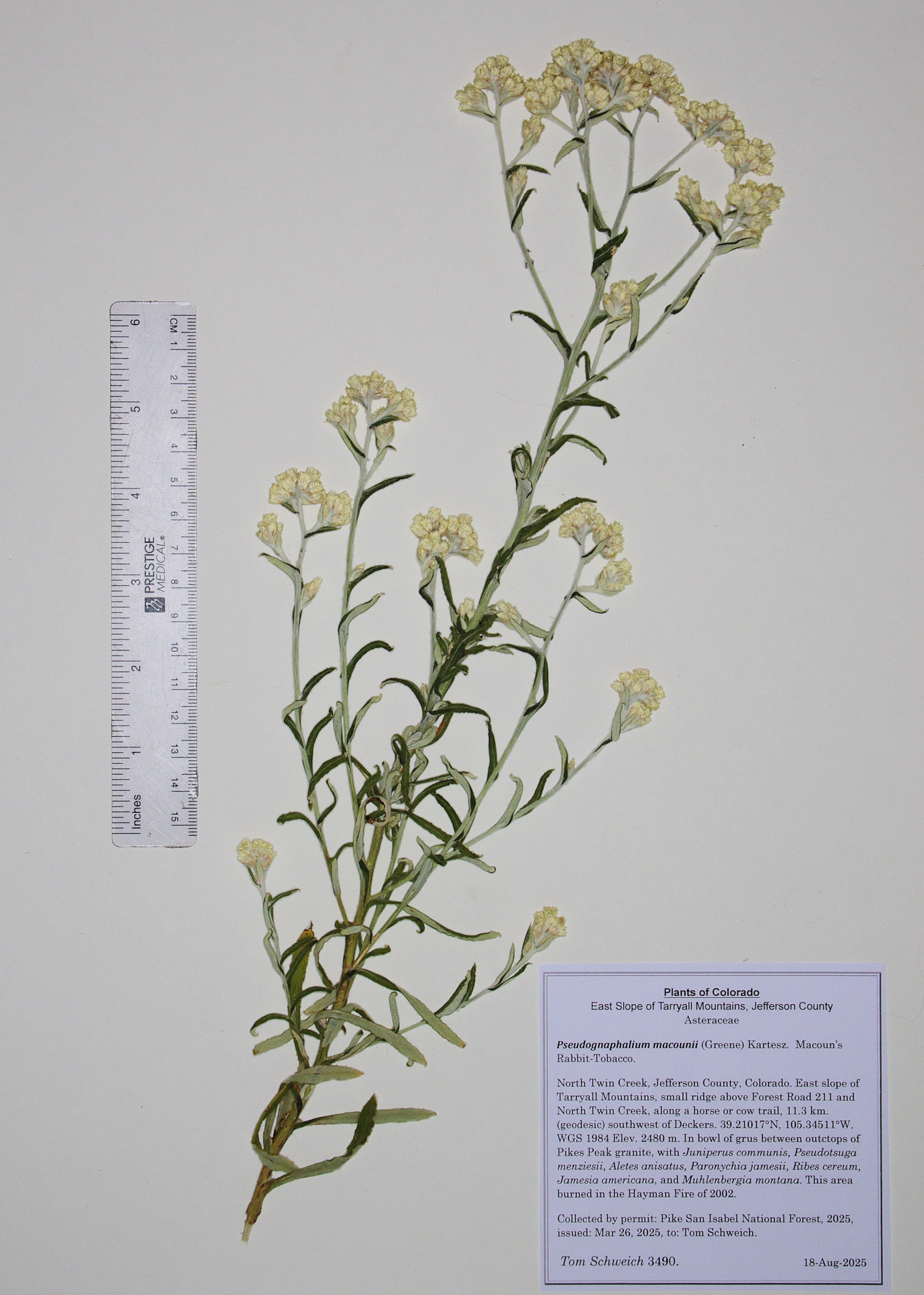Asteraceae, Pseudognaphalium macounii