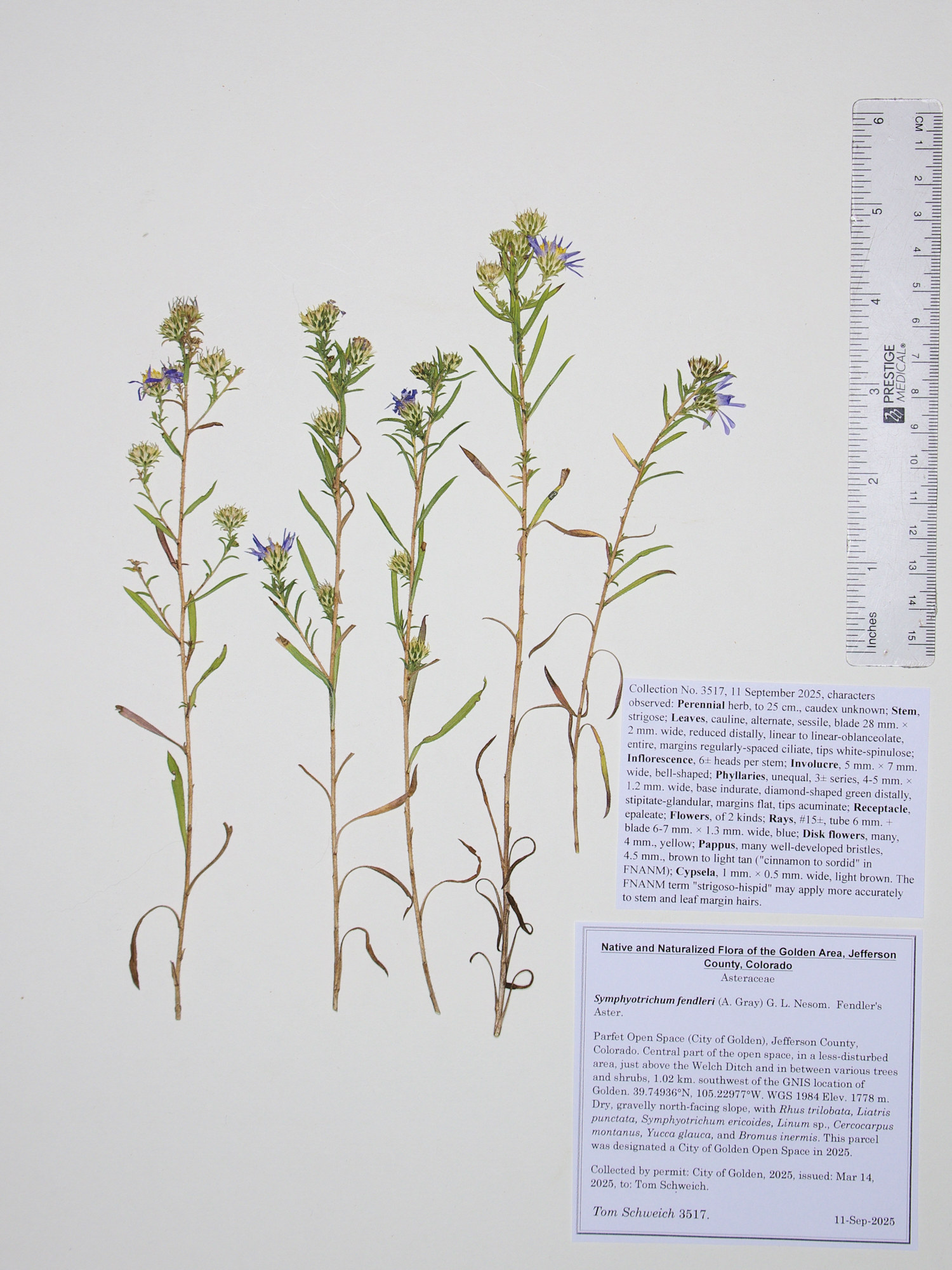 Asteraceae, Symphyotrichum fendleri