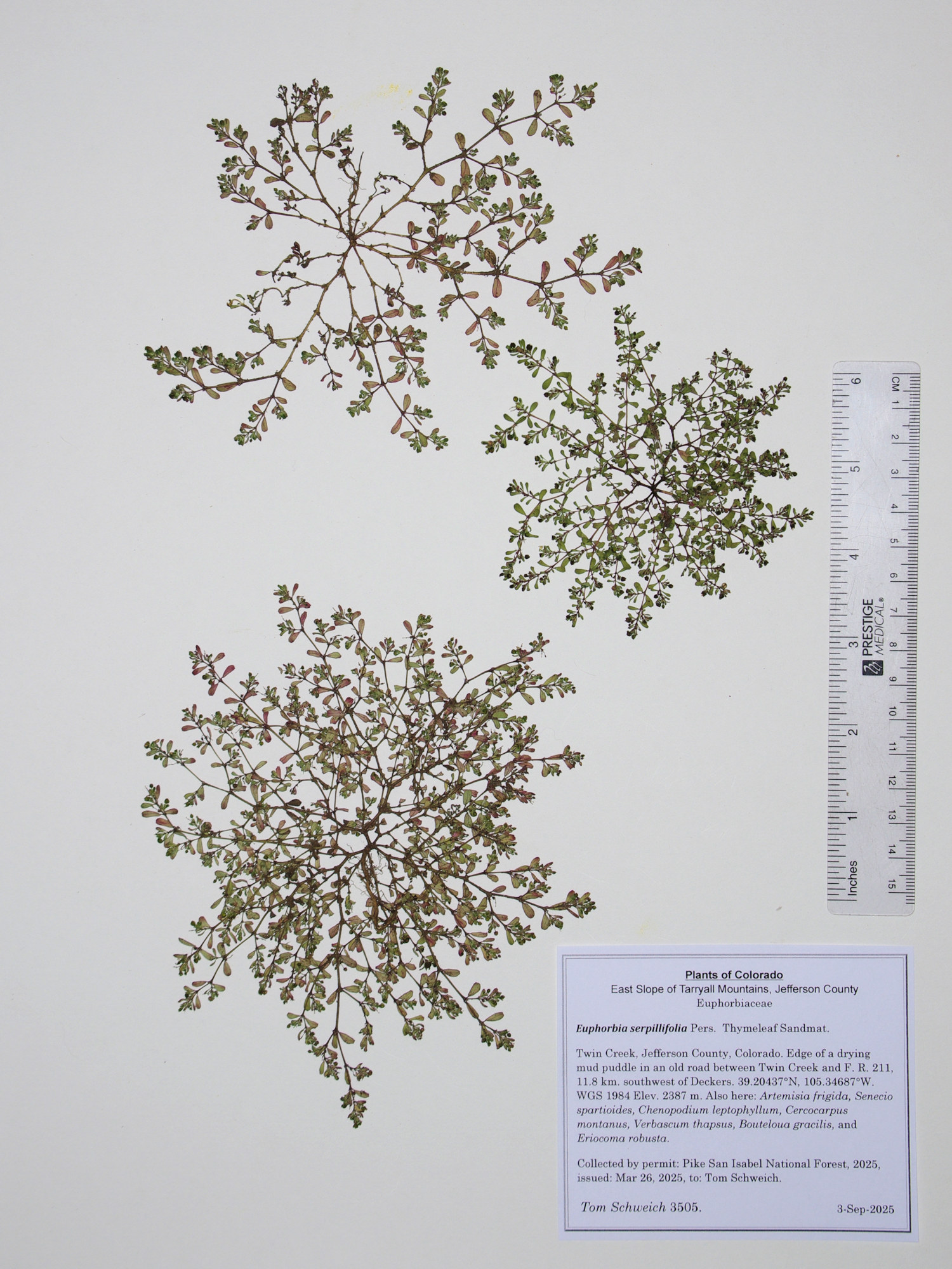 Euphorbiaceae, Euphorbia serpillifolia