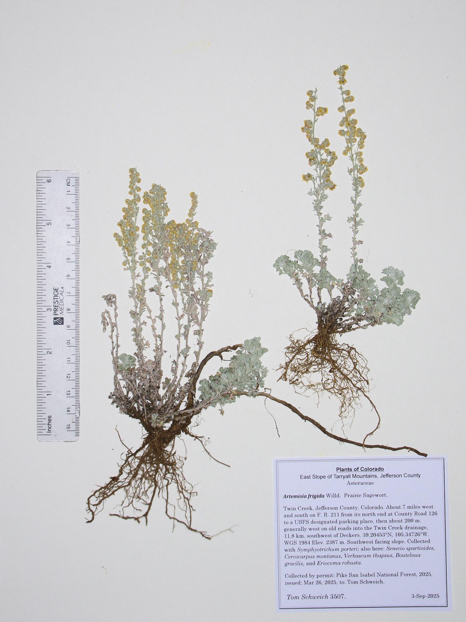 Asteraceae, Artemisia frigida