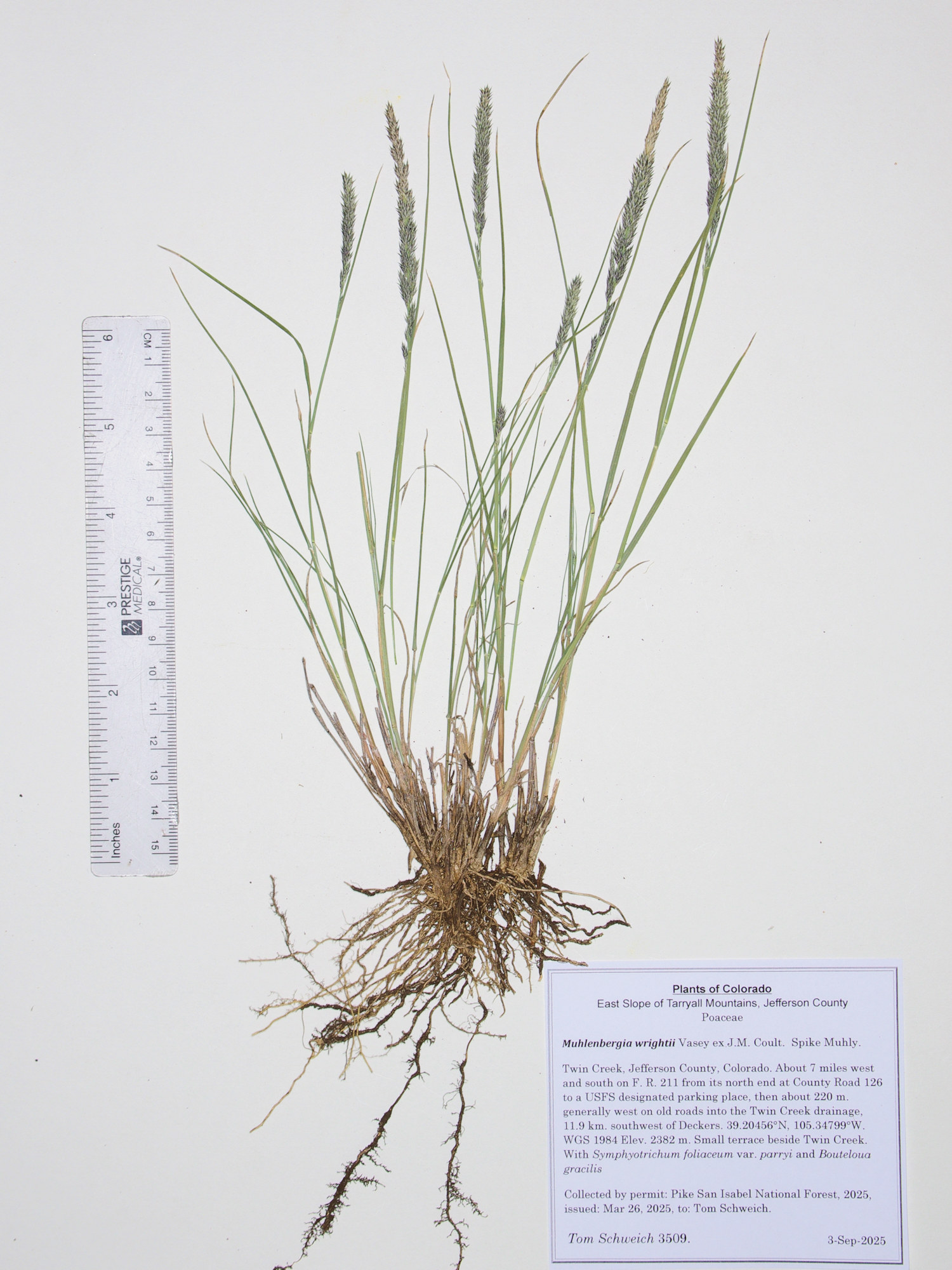 Poaceae, Muhlenbergia wrightii