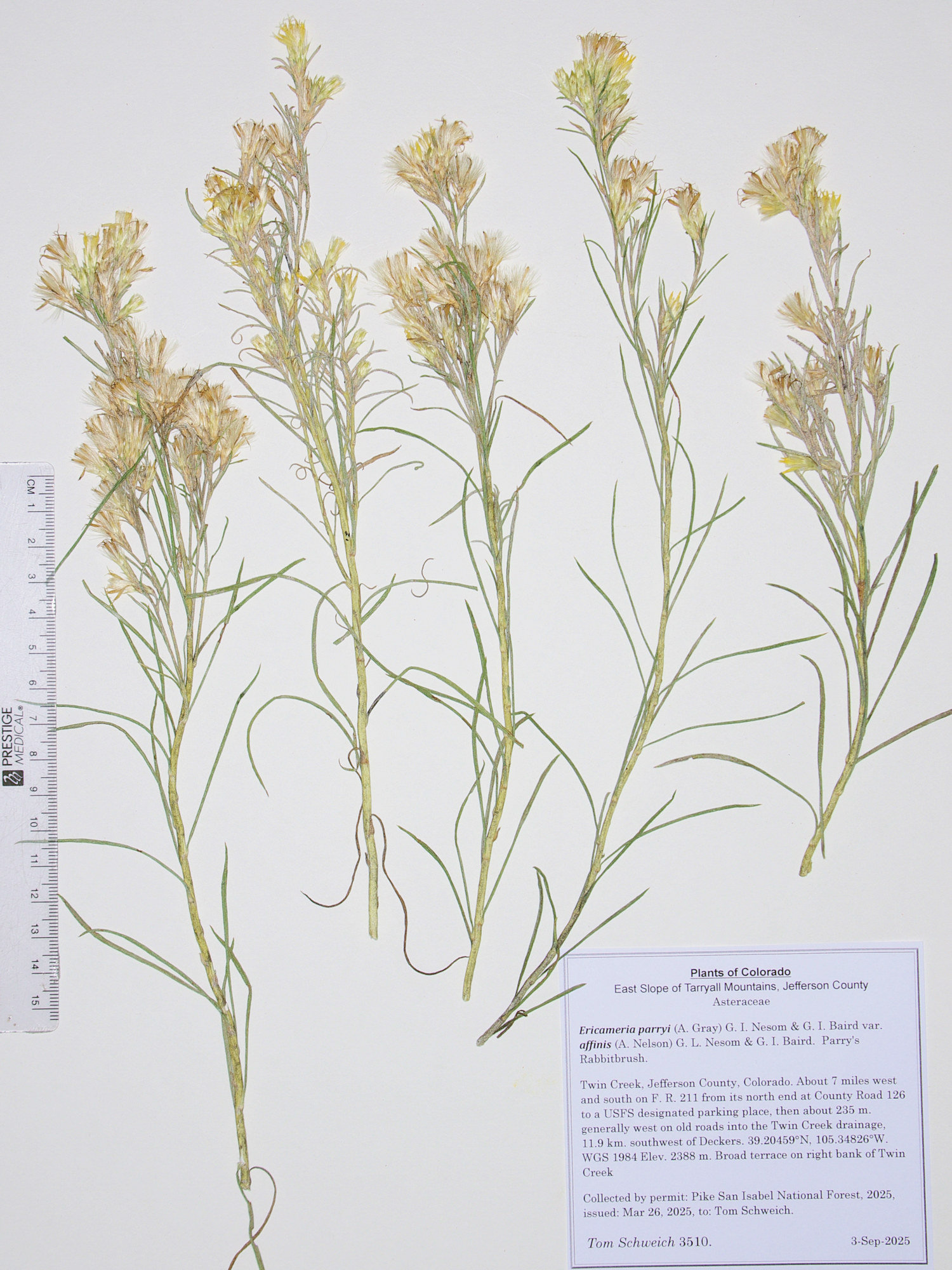 Asteraceae, Ericameria parryi affinis