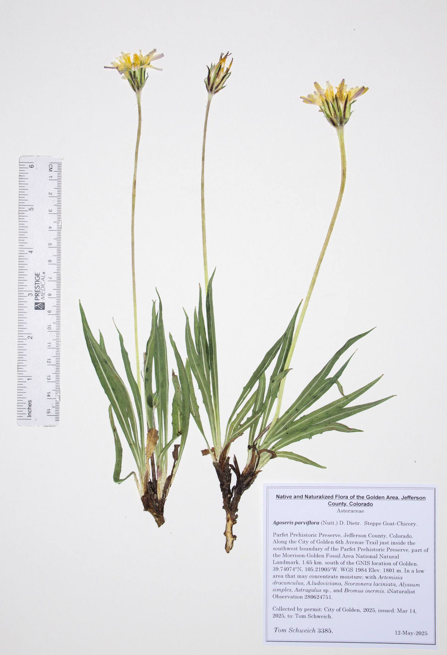 Asteraceae, Agoseris parviflora