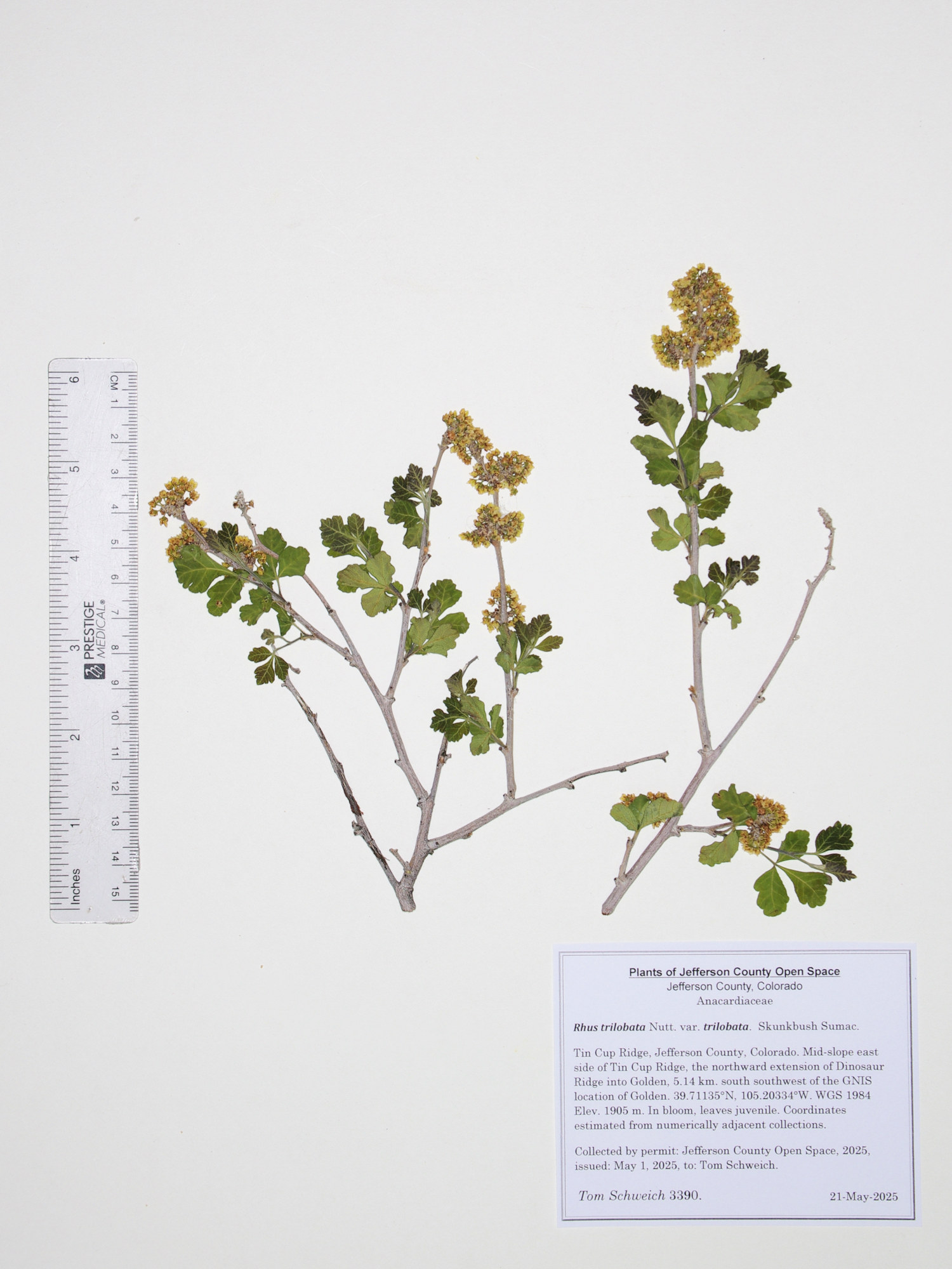 Anacardiaceae, Rhus trilobata trilobata