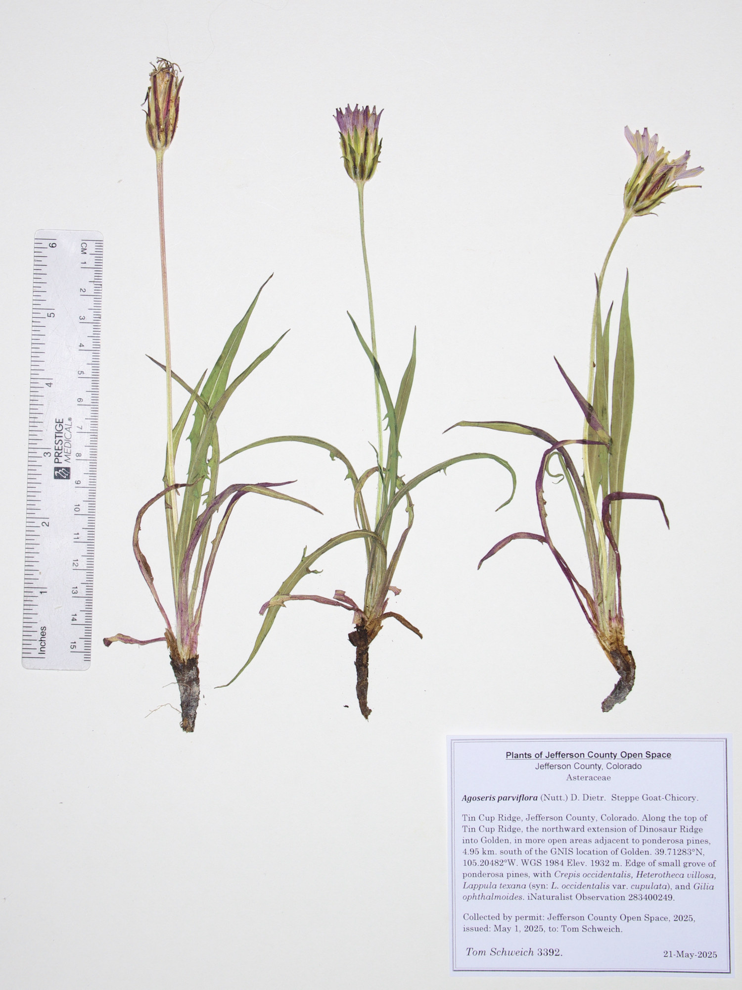 Asteraceae, Agoseris parviflora