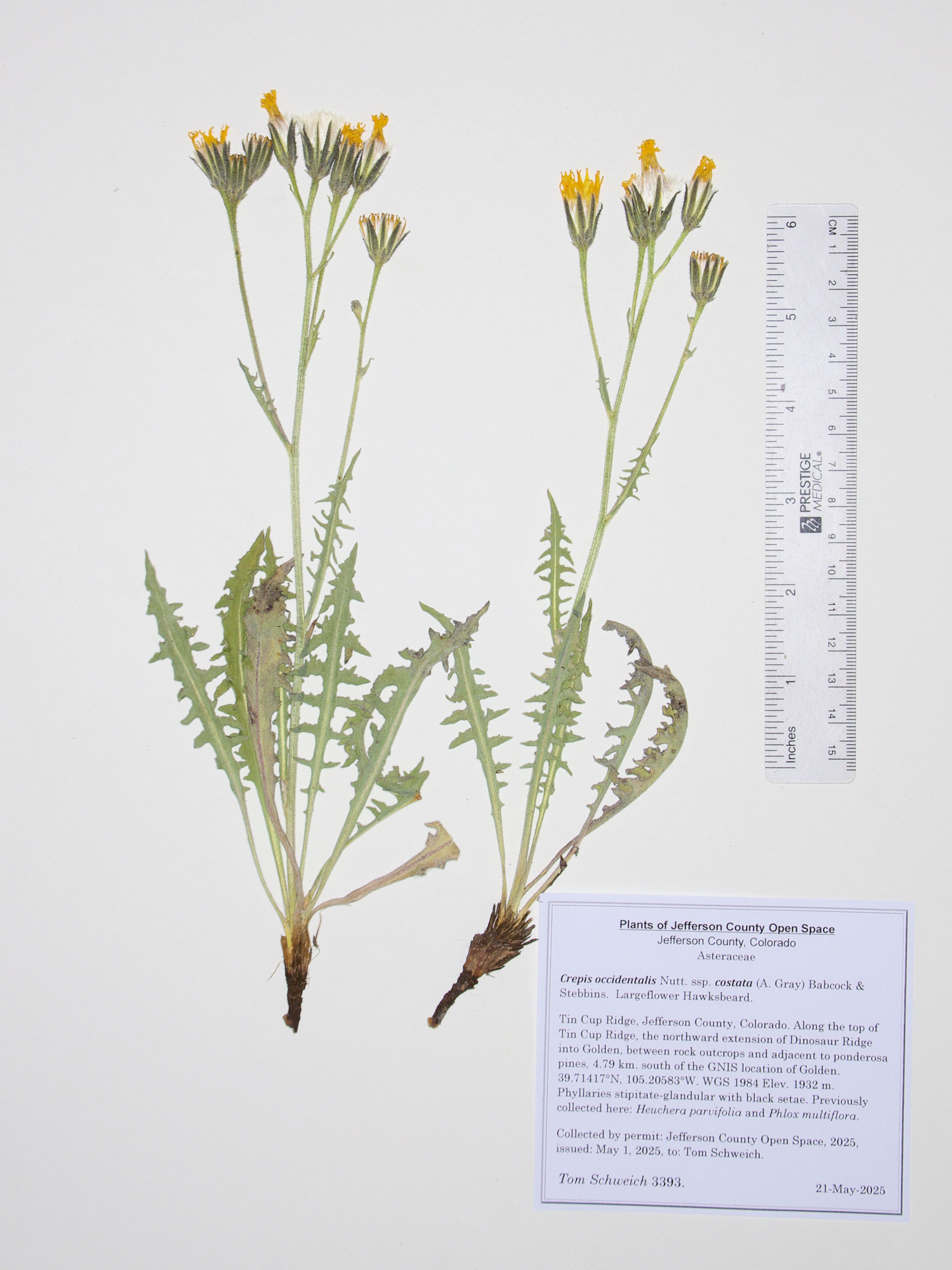 Asteraceae, Crepis occidentalis costata