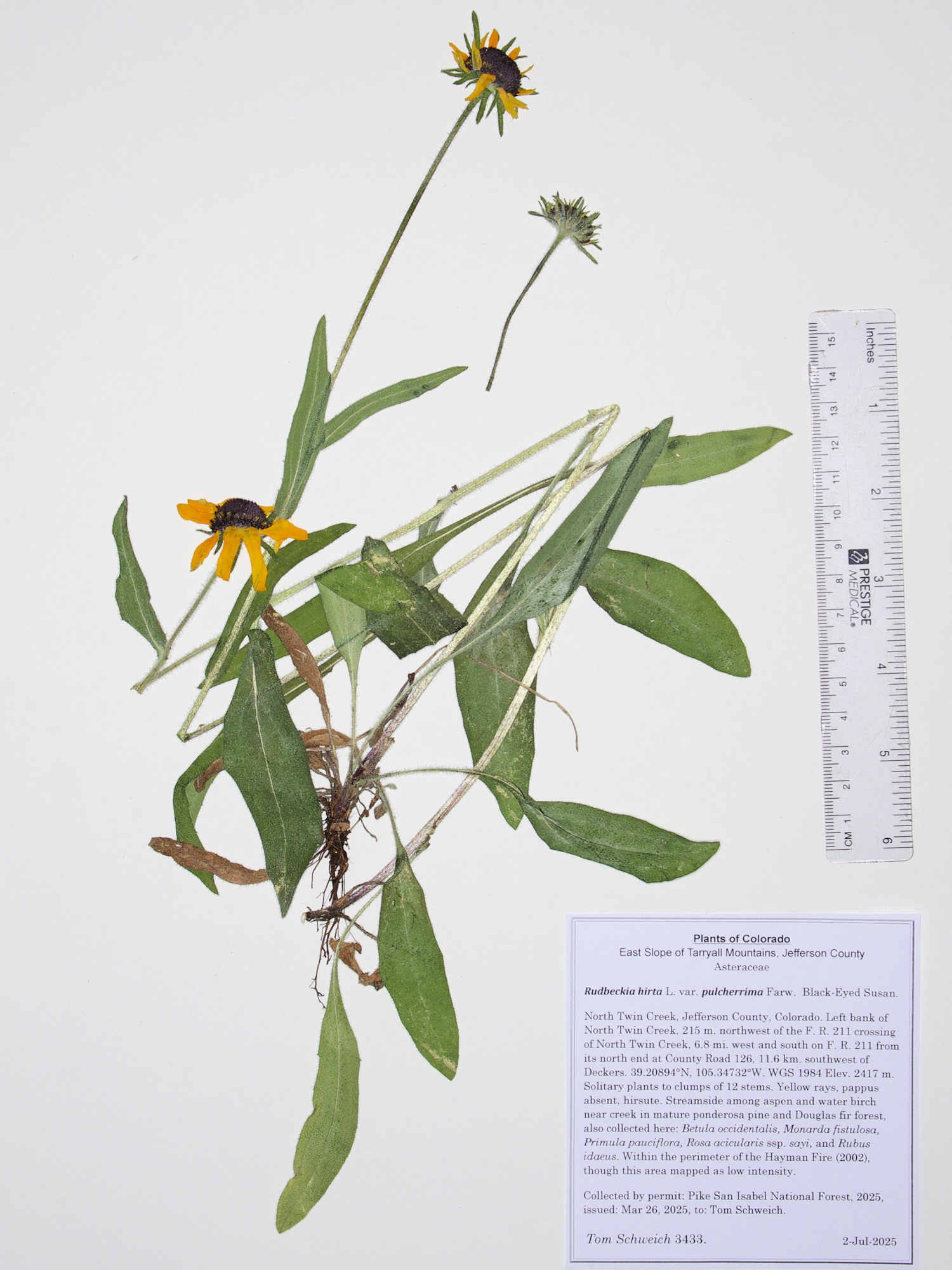Asteraceae, Rudbeckia hirta pulcherrima