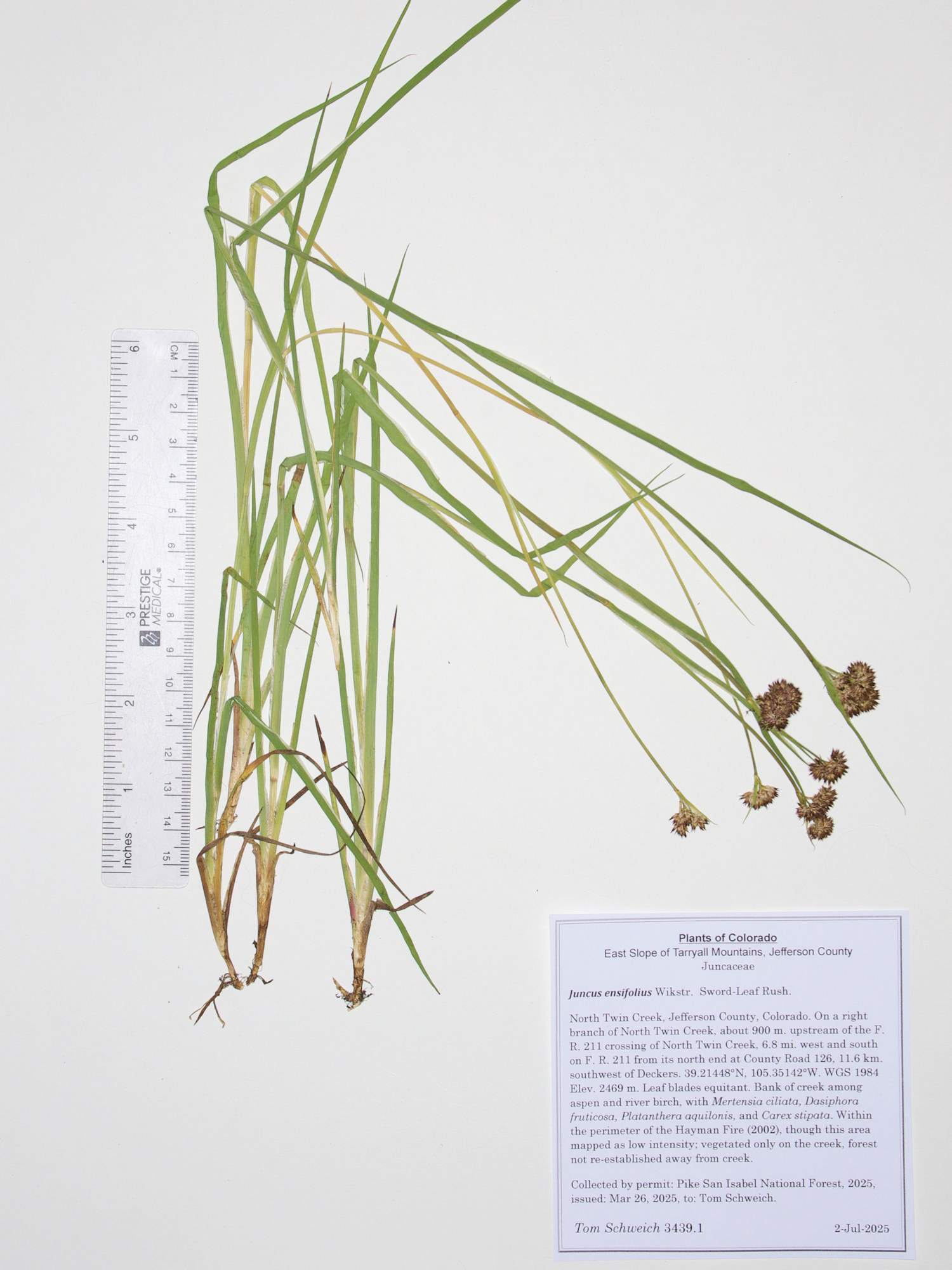 Juncaceae, Juncus ensifolius