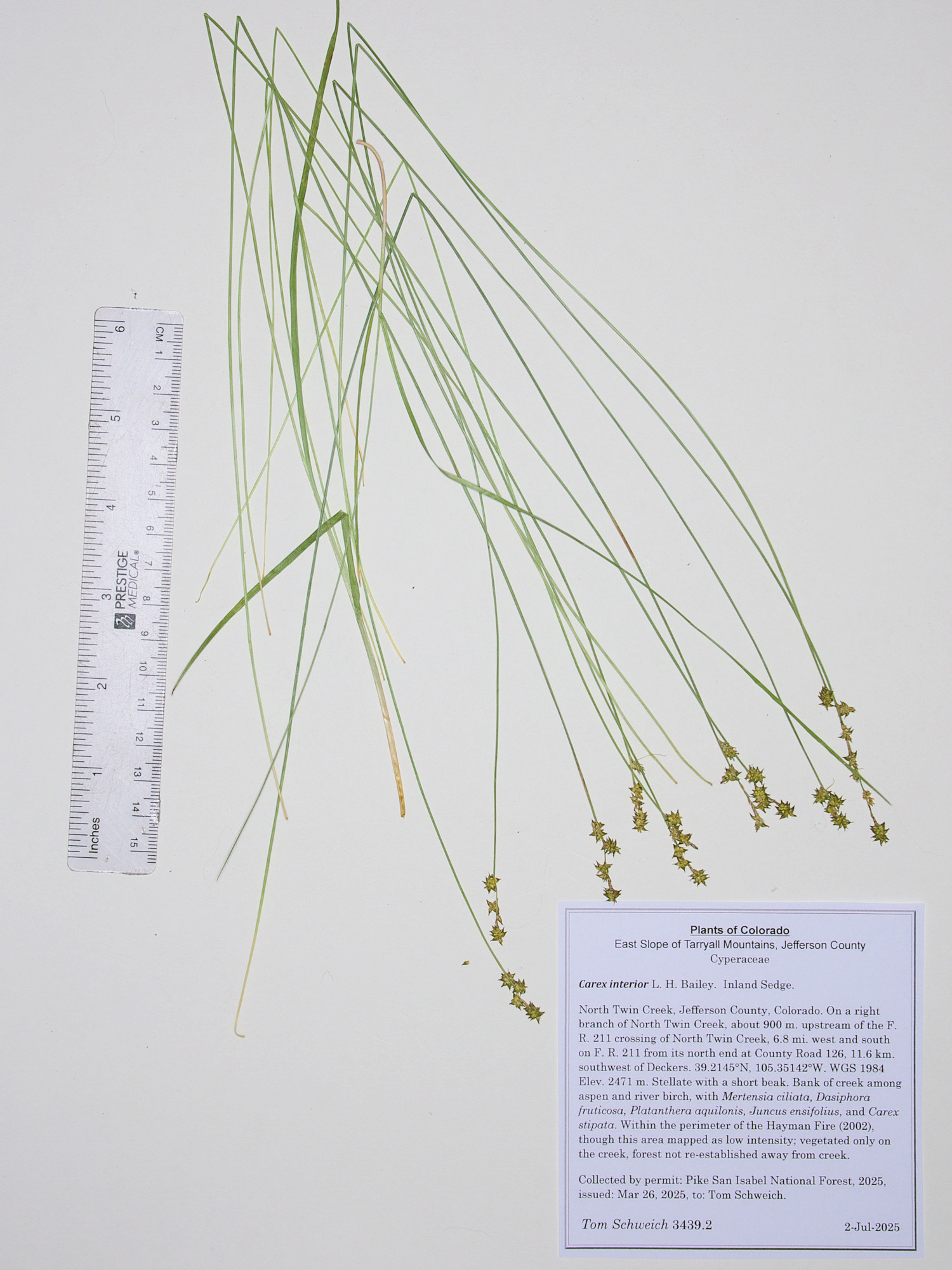 Cyperaceae, Carex interior