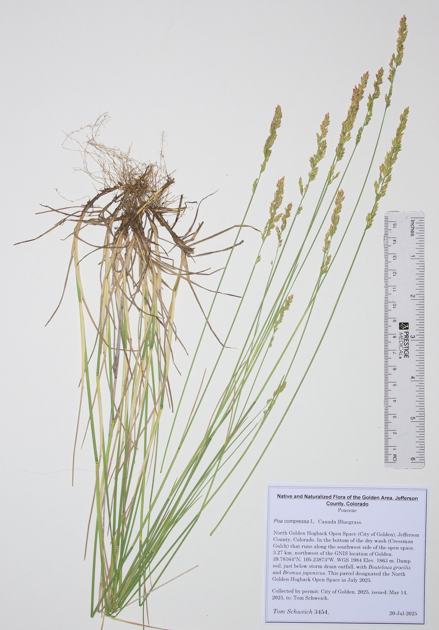 Poaceae, Poa compressa