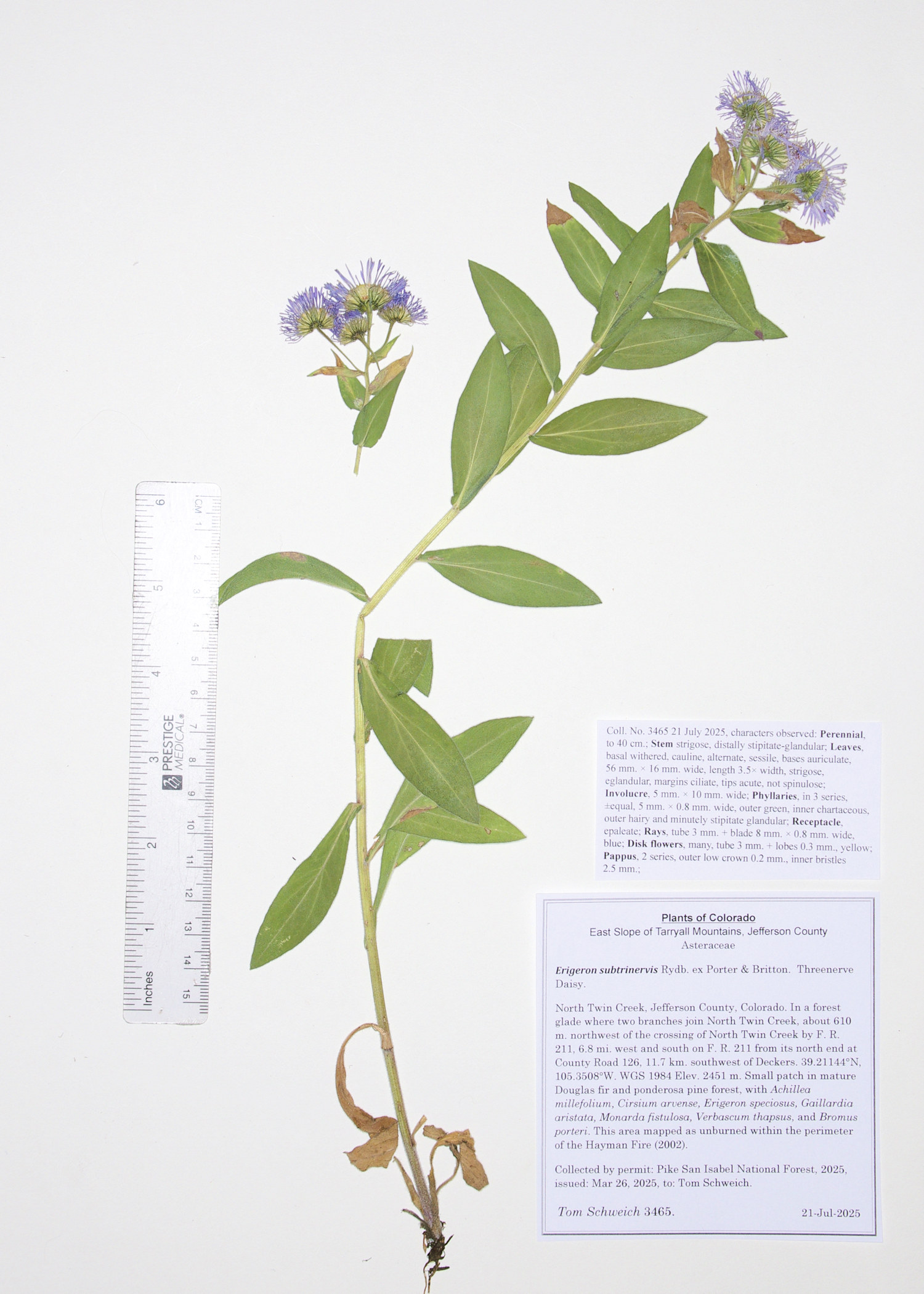 Asteraceae, Erigeron subtrinervis
