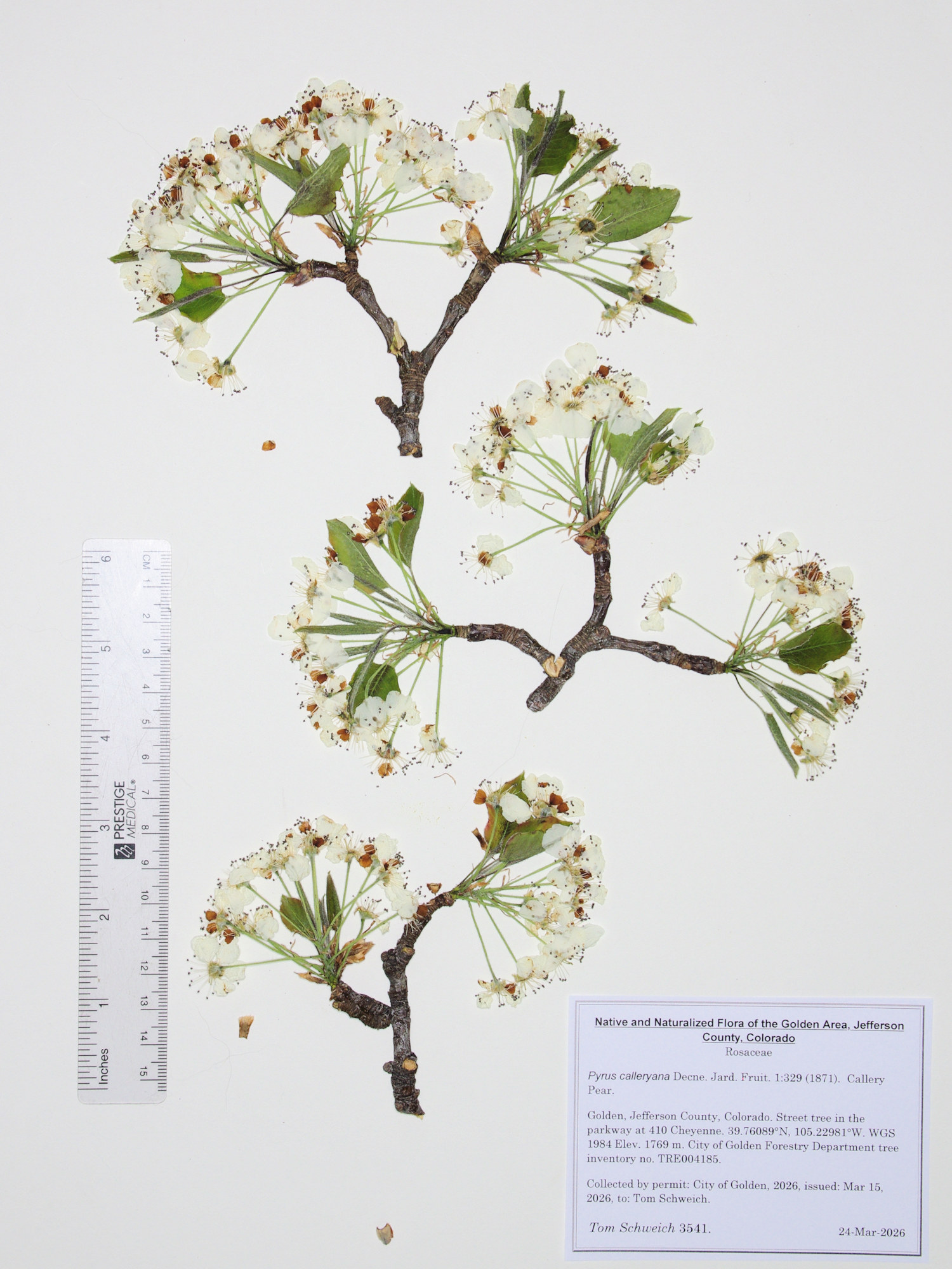 Rosaceae, Pyrus calleryana