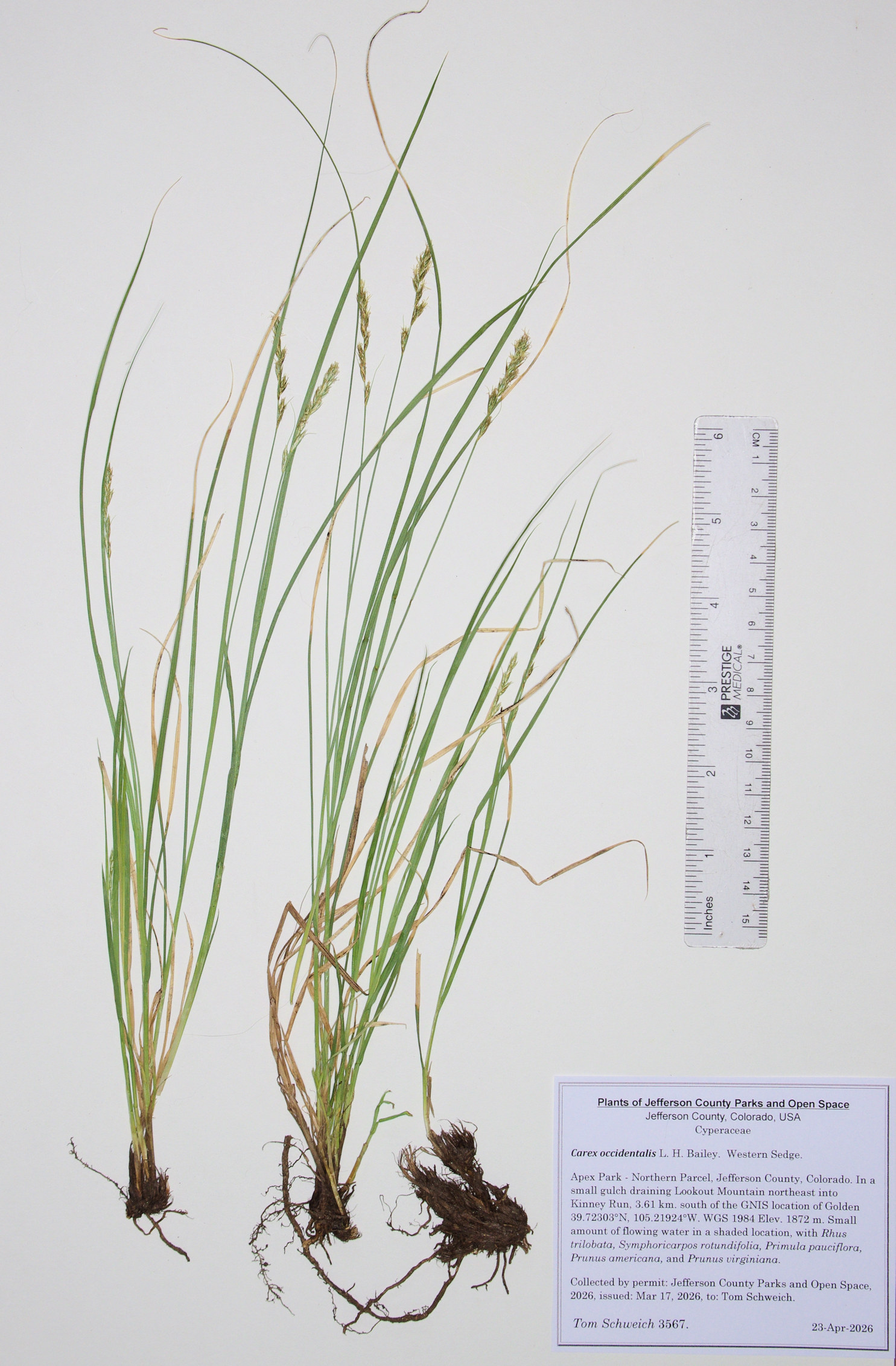 Cyperaceae, Carex occidentalis