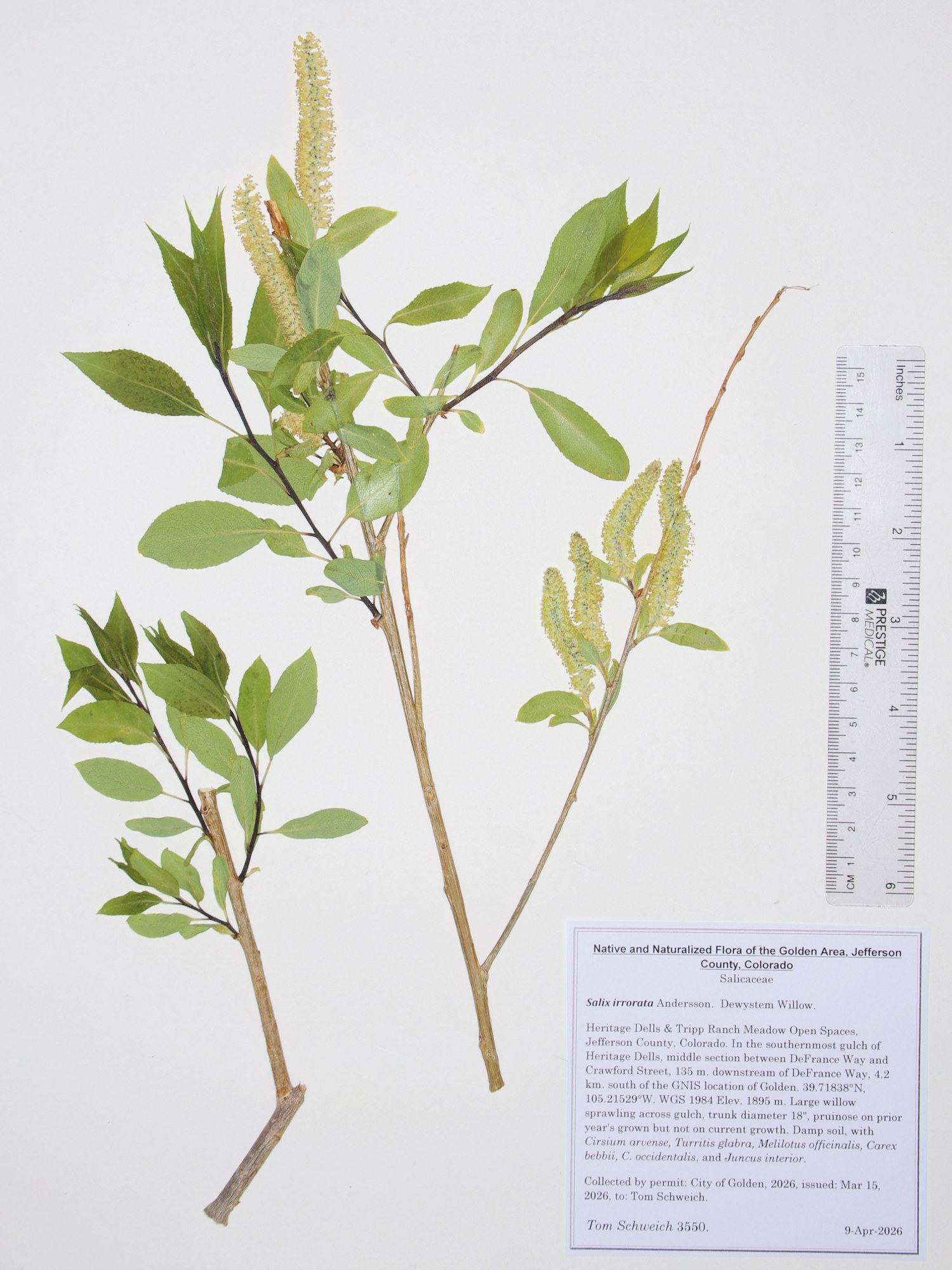 Salicaceae, Salix irrorata