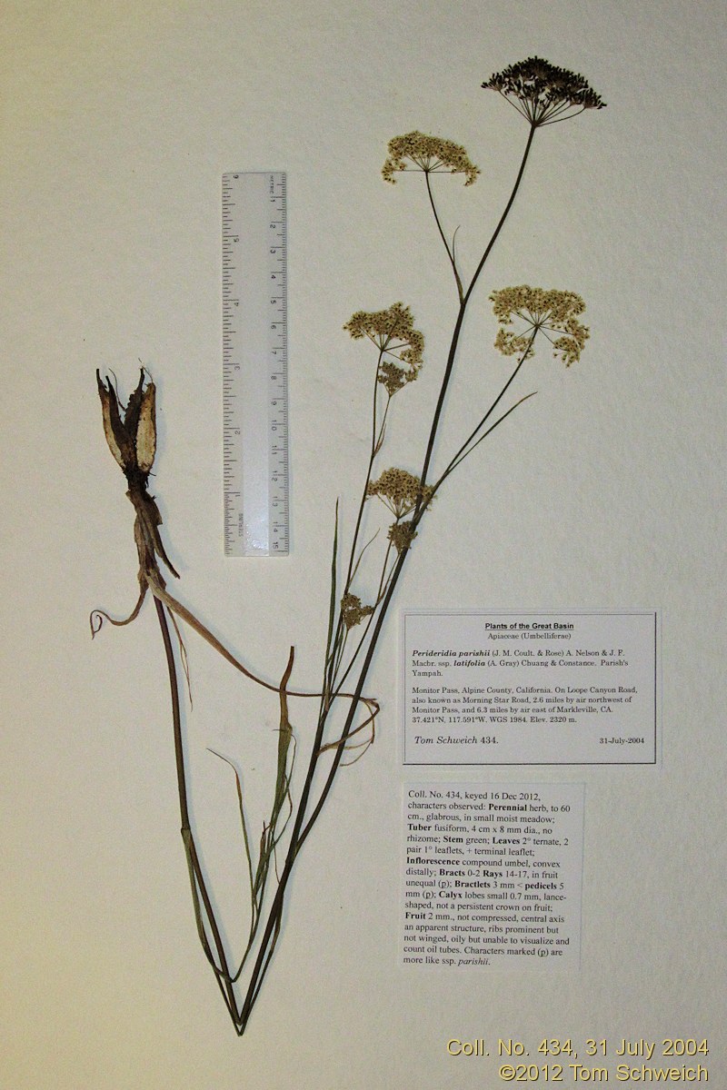 Apiaceae Perideridia parishii latifolia