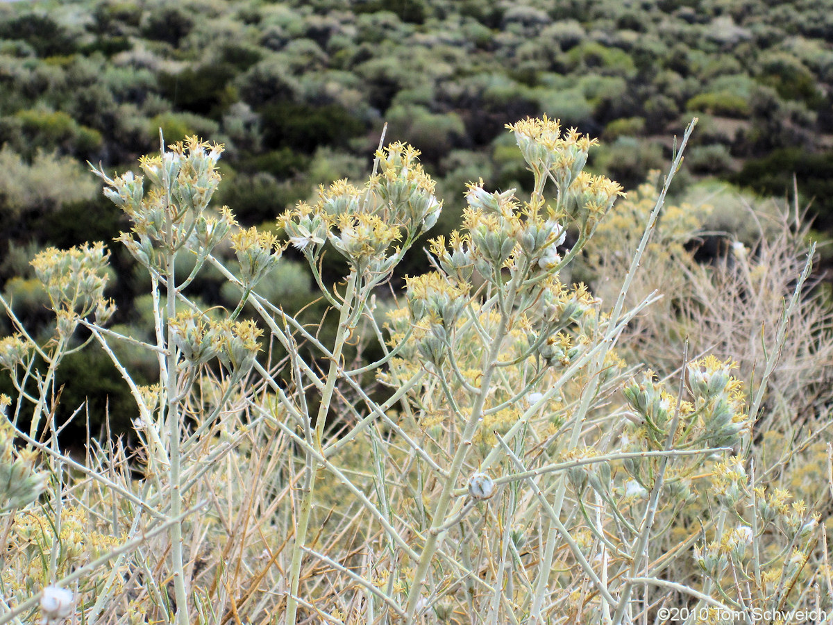 Asteraceae, Tetradymia tetrameres
