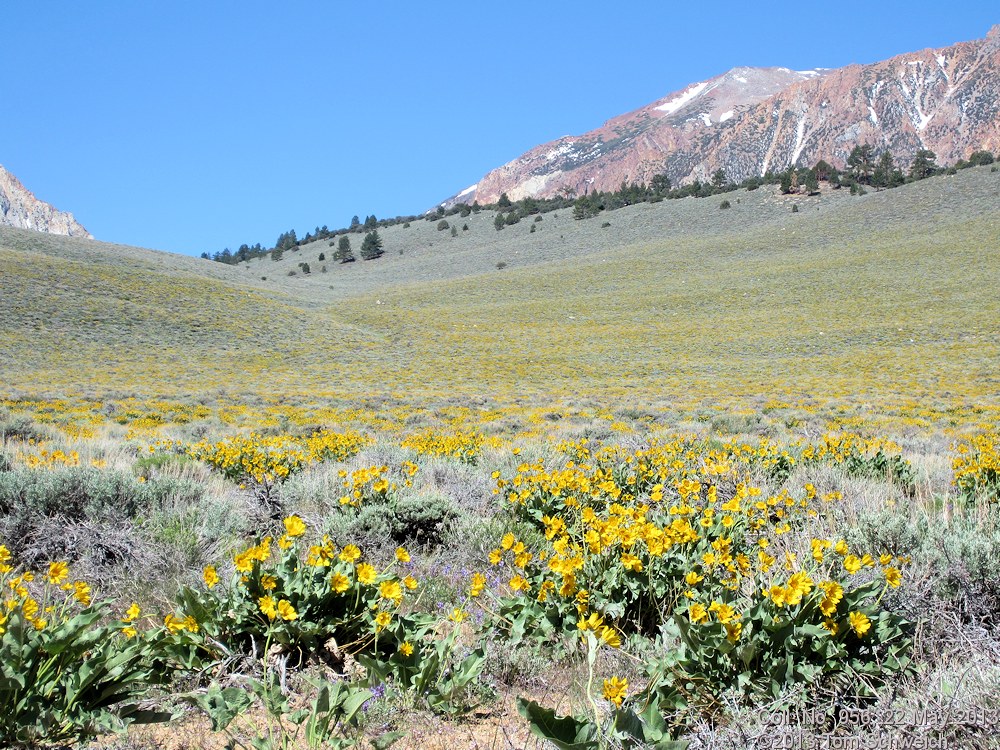 Asteraceae, Balsamorhiza sagittata
