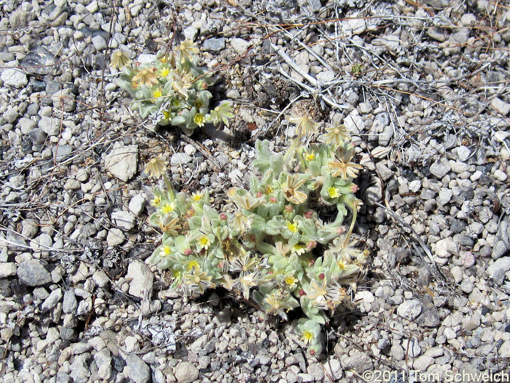 Asteraceae, Eatonella nivea