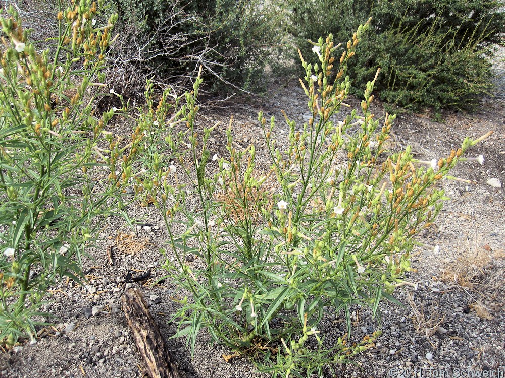 Solanaceae Nicotiana attenuata