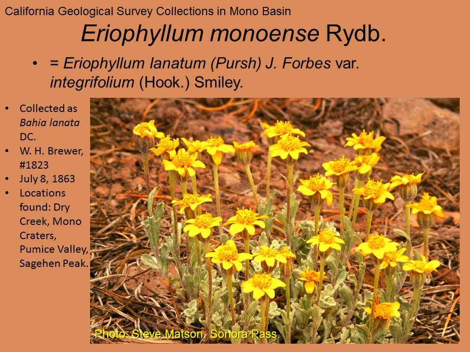 Asteraceae, Eriophyllum monoense