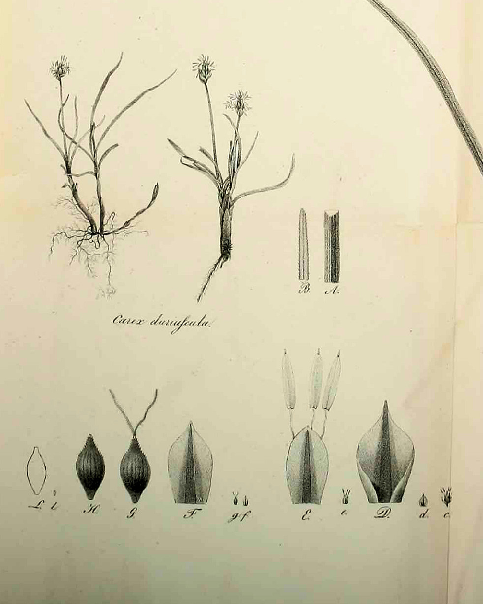 Cyperaceae, Carex duriuscula