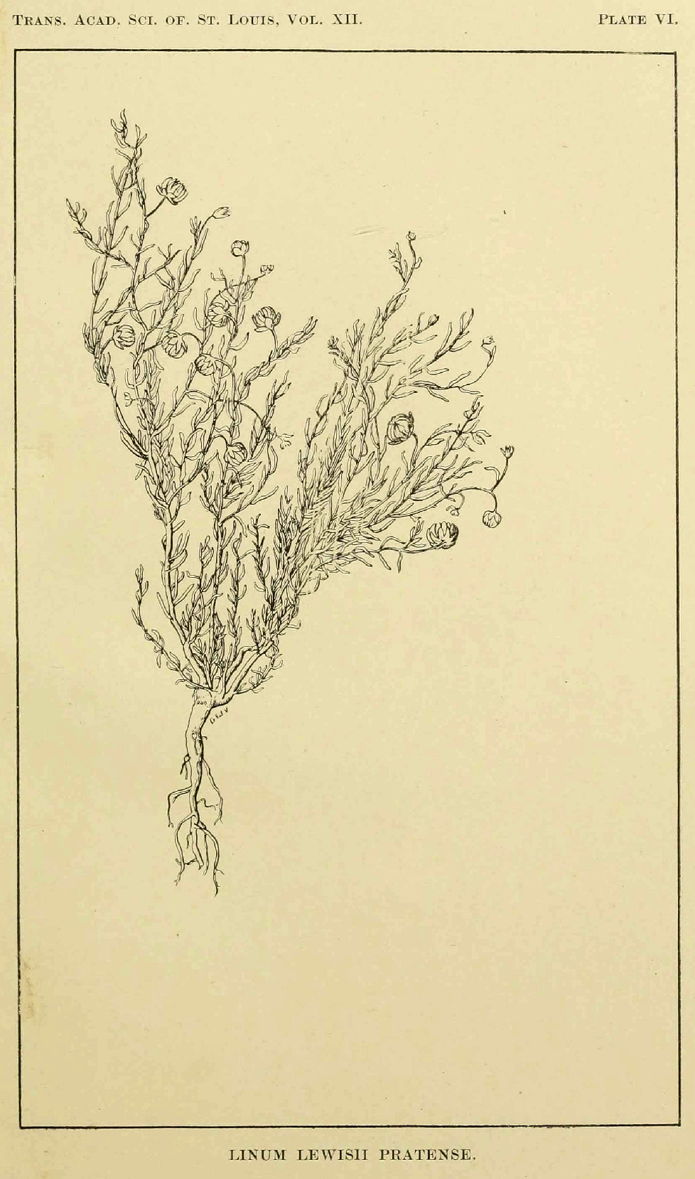 Linaceae, Linum pratense