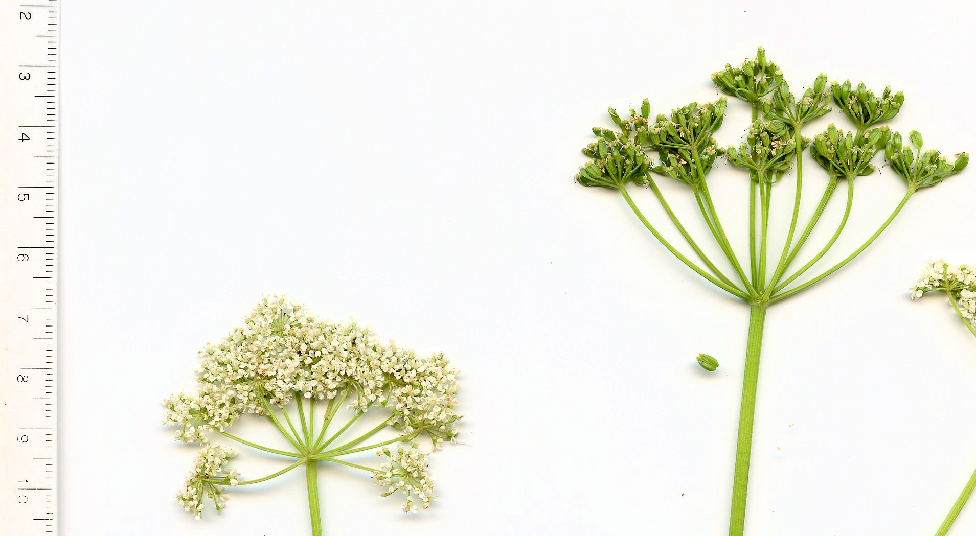 Apiaceae Aegopodium podagraria