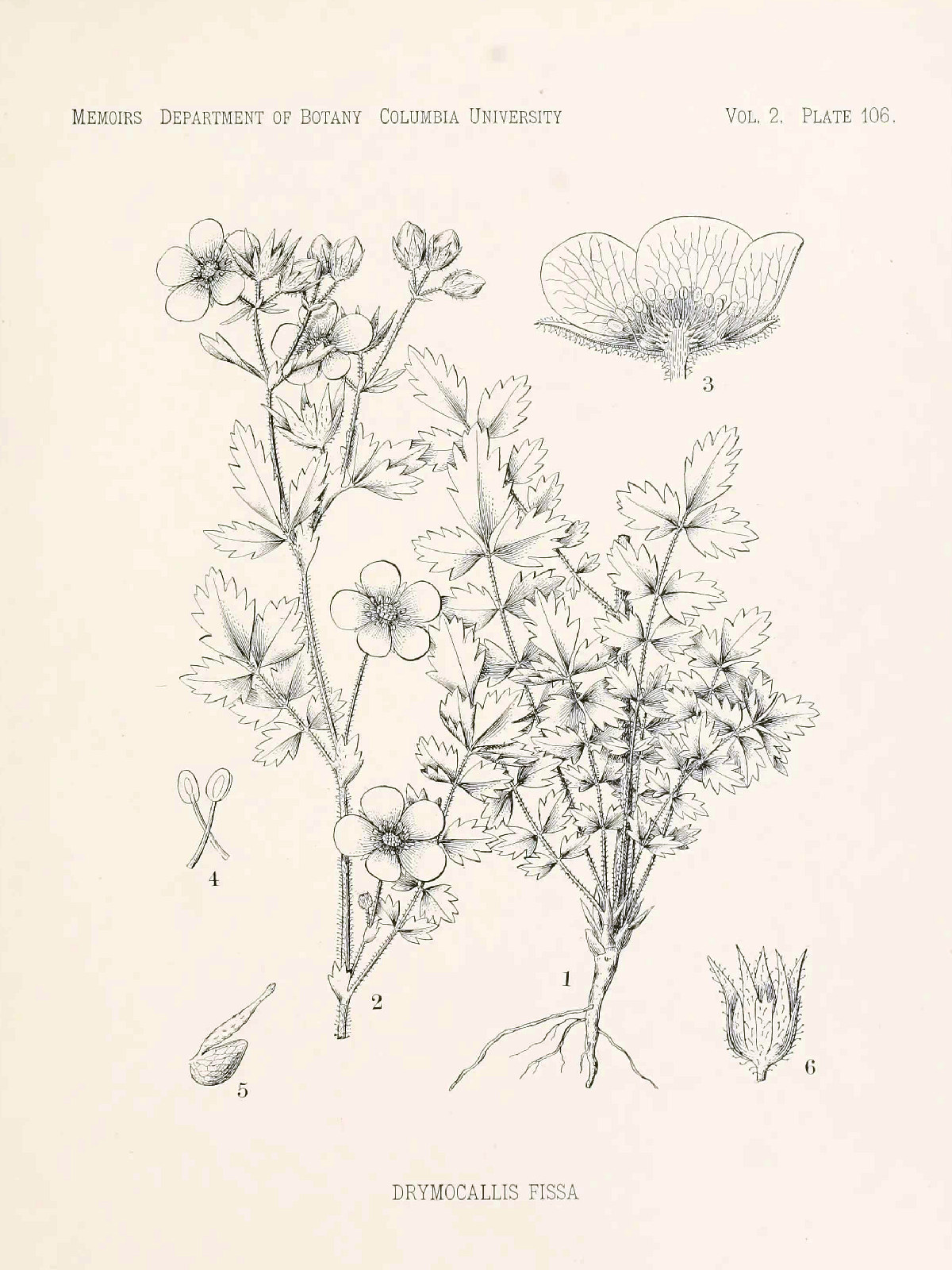 Rosaceae, Drymocallis fissa