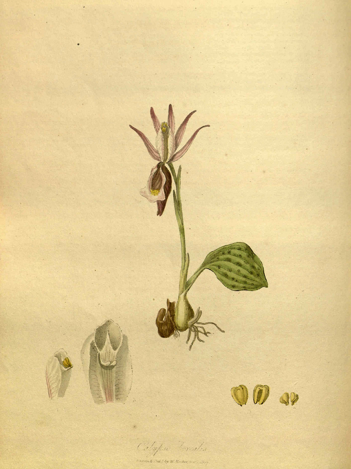Orchidaceae Calypso bulbosa