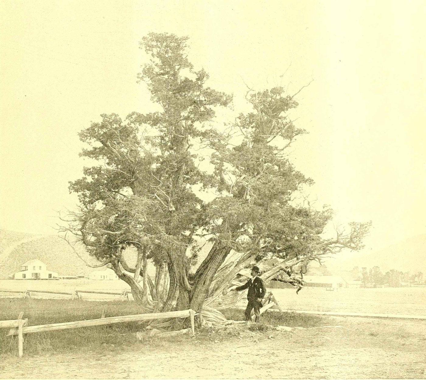 Cupressaceae, Juniperus scopulorum