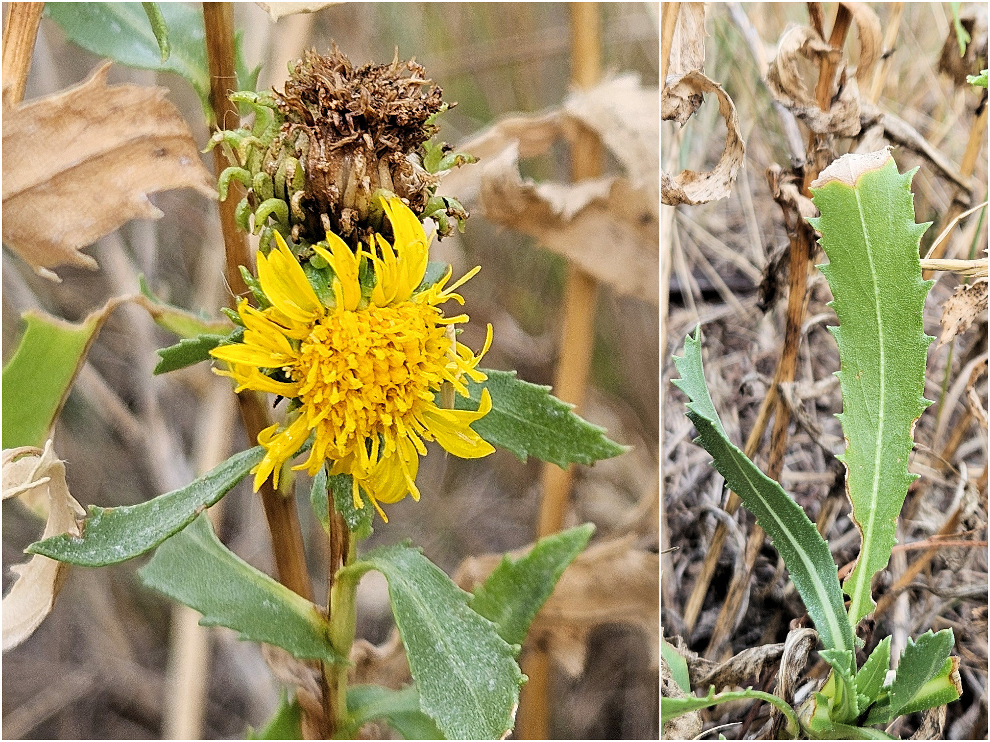Asteraceae, Grindelia subalpina