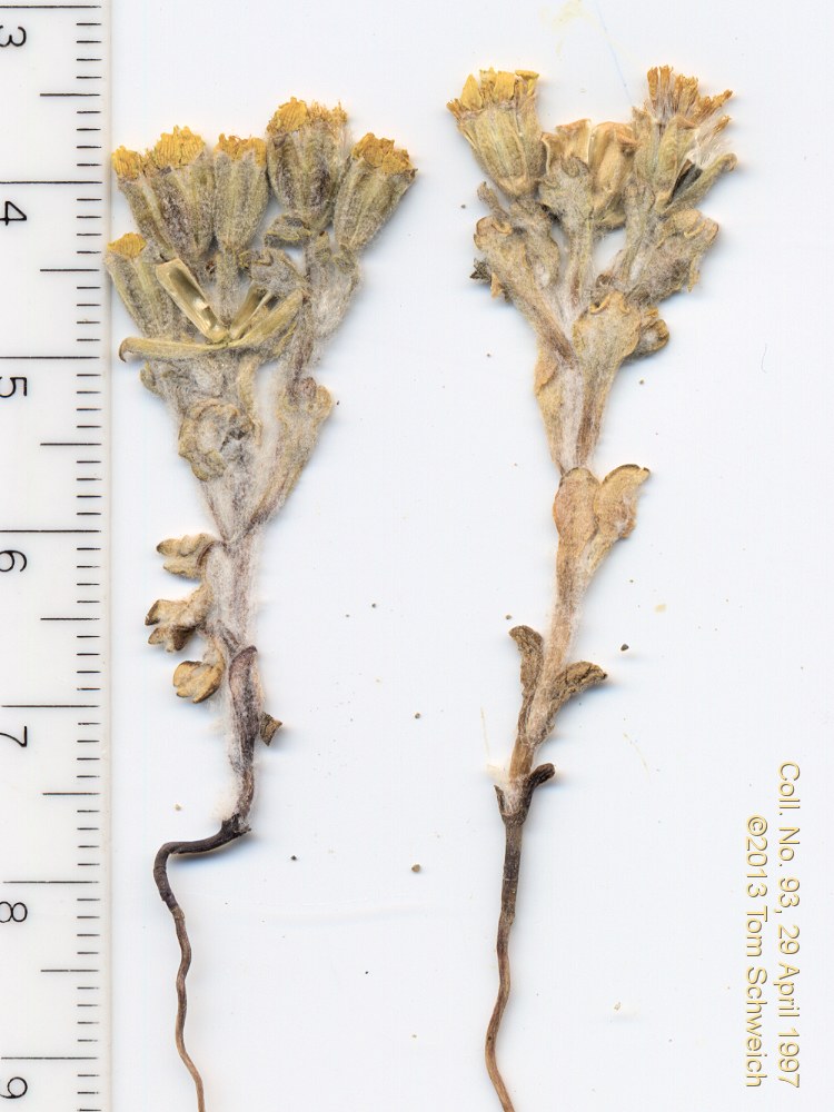 Asteraceae, Eriophyllum pringlei