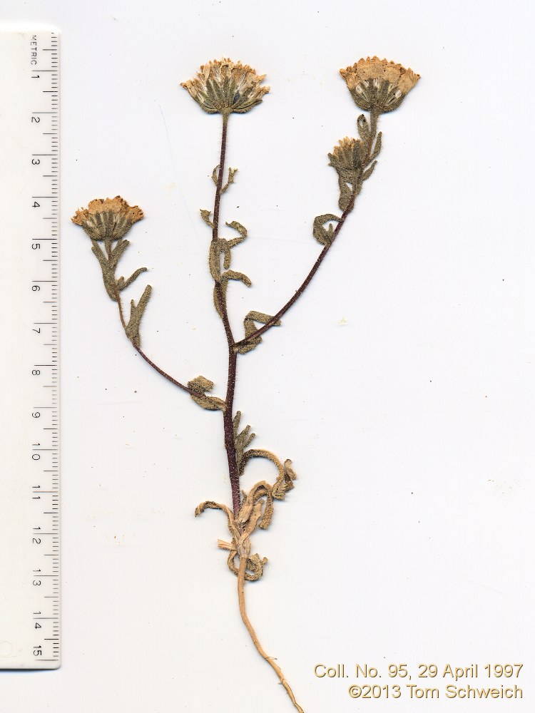 Asteraceae, Layia glandulosa