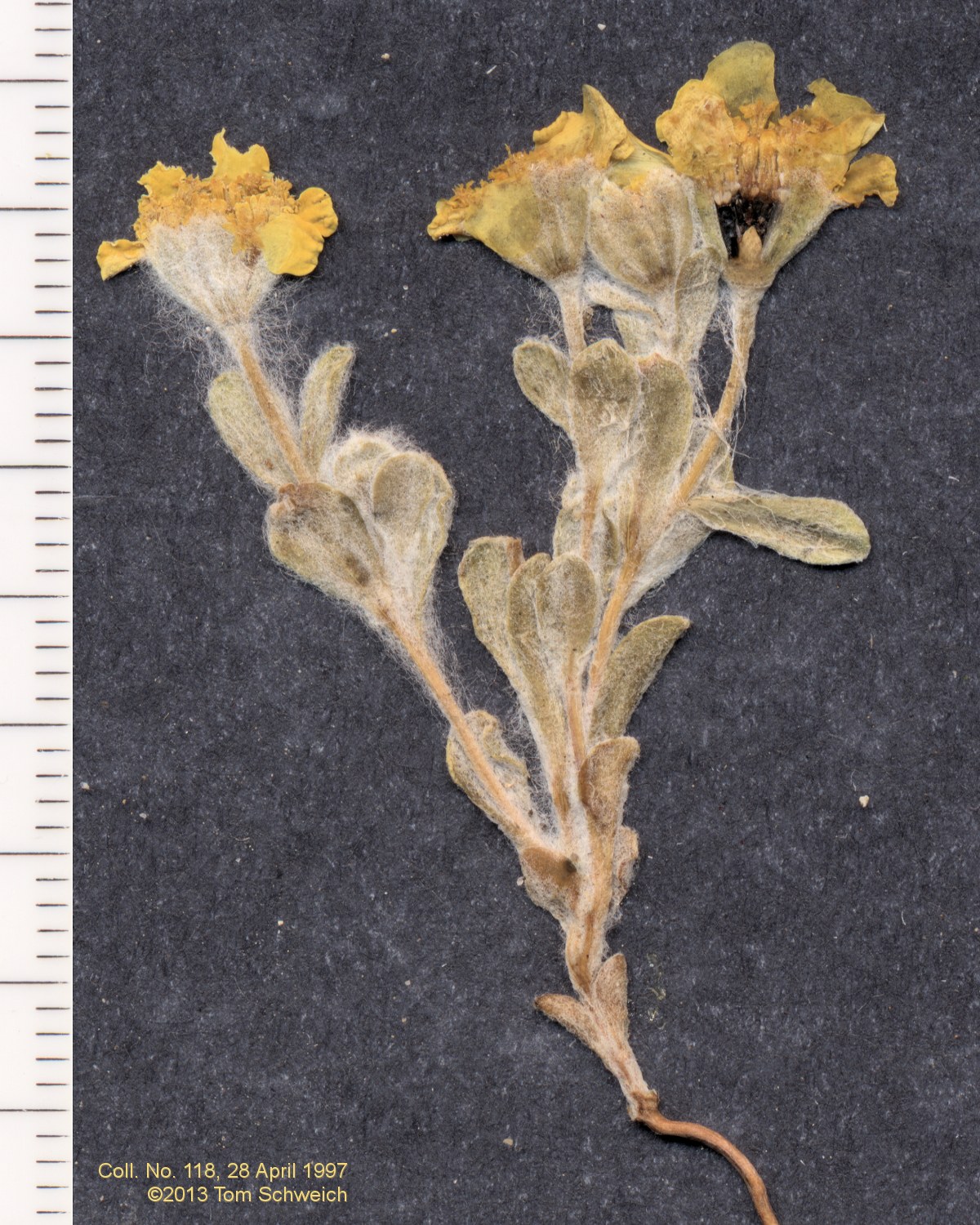 Asteraceae, Eriophyllum wallacei