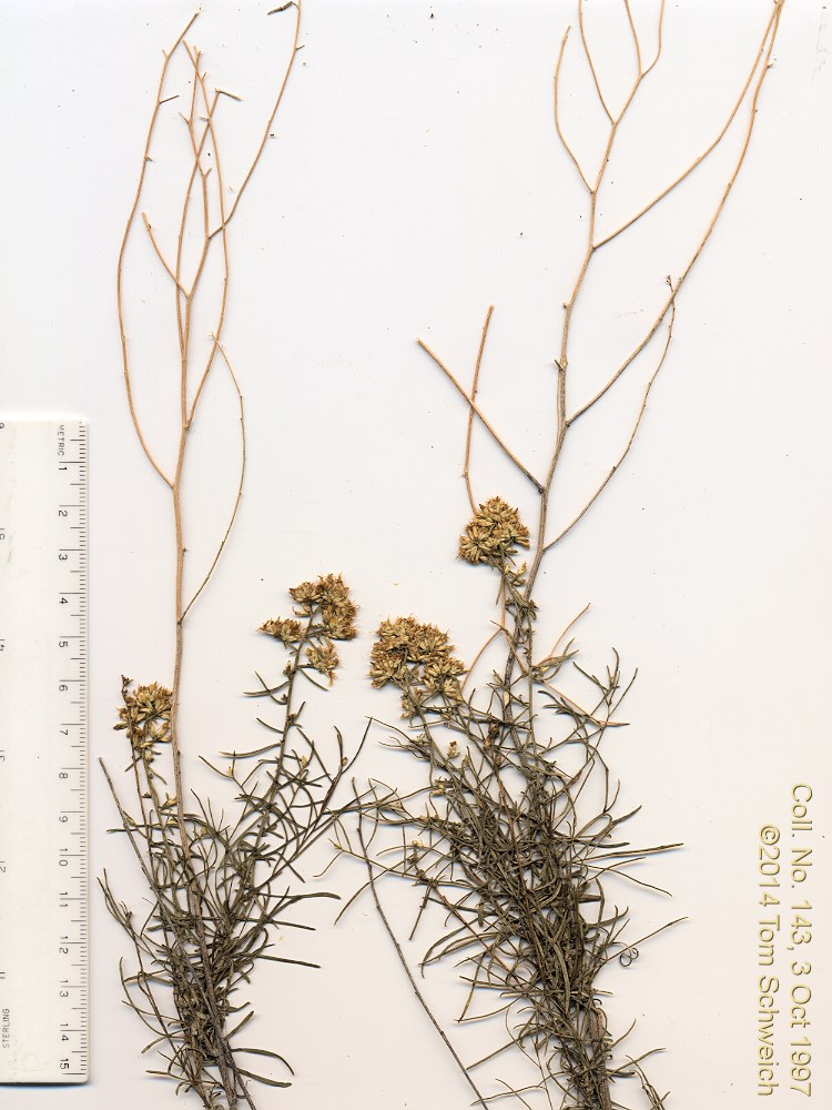 Asteraceae, Gutierrezia microcephala
