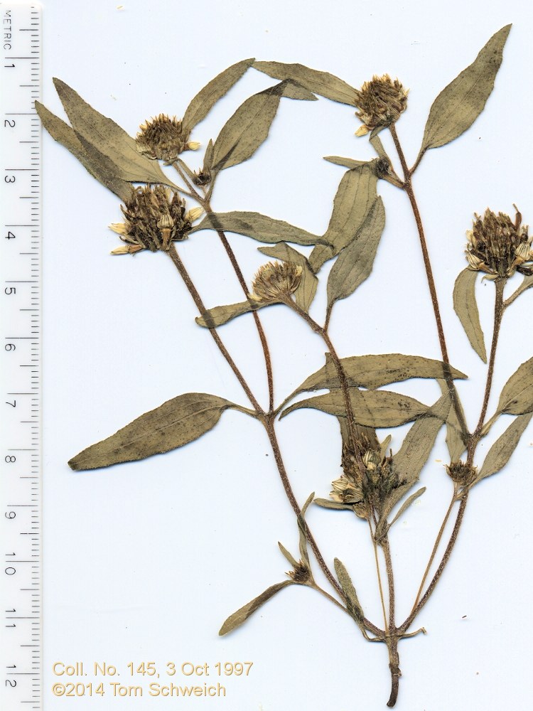Asteraceae, Sanvitalia abertii