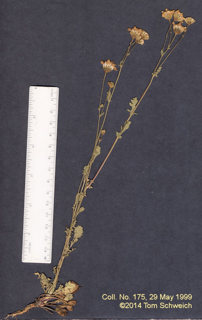 Asteraceae, Packera multilobata