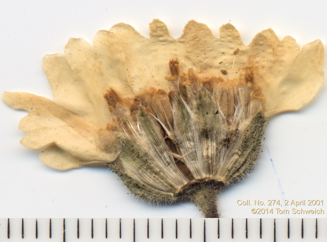 Asteraceae, Layia glandulosa