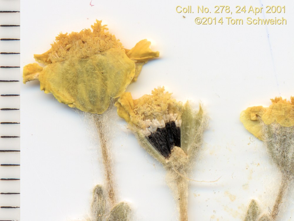 Asteraceae, Eriophyllum wallacei