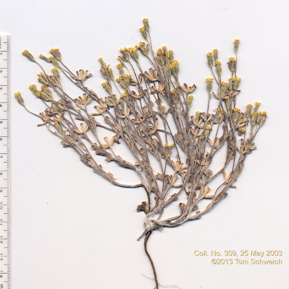 Asteraceae, Syntrichopappus fremontii
