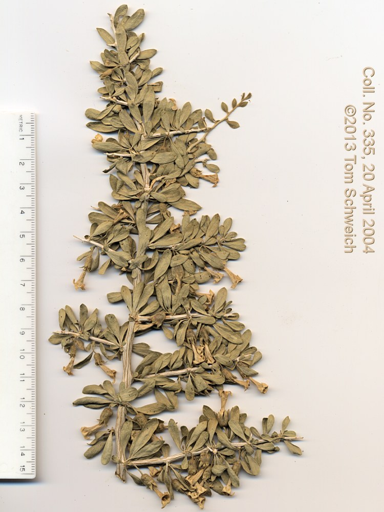 Solanaceae Lycium cooperi