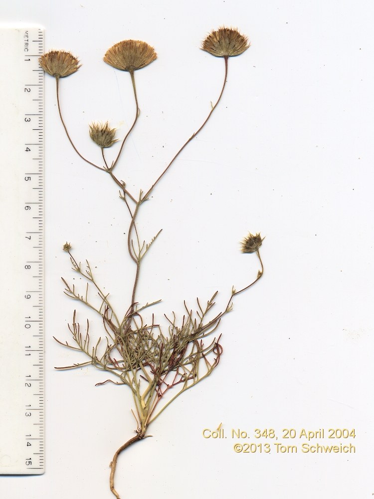 Asteraceae, Chaenactis carphoclinia carphoclinia