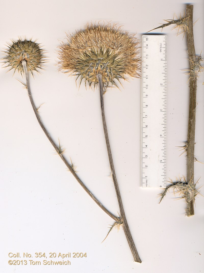 Asteraceae, Cirsium neomexicanum