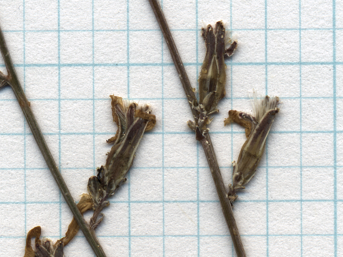 Asteraceae, Stephanomeria exigua exigua