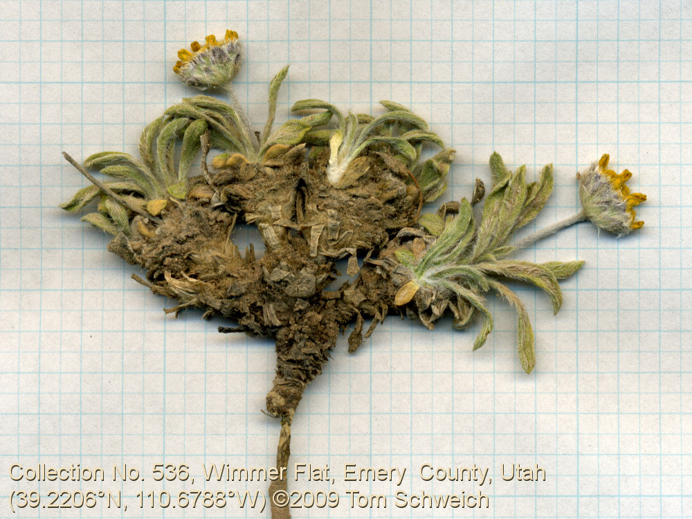 Asteraceae, Tetraneuris acaulis arizonica