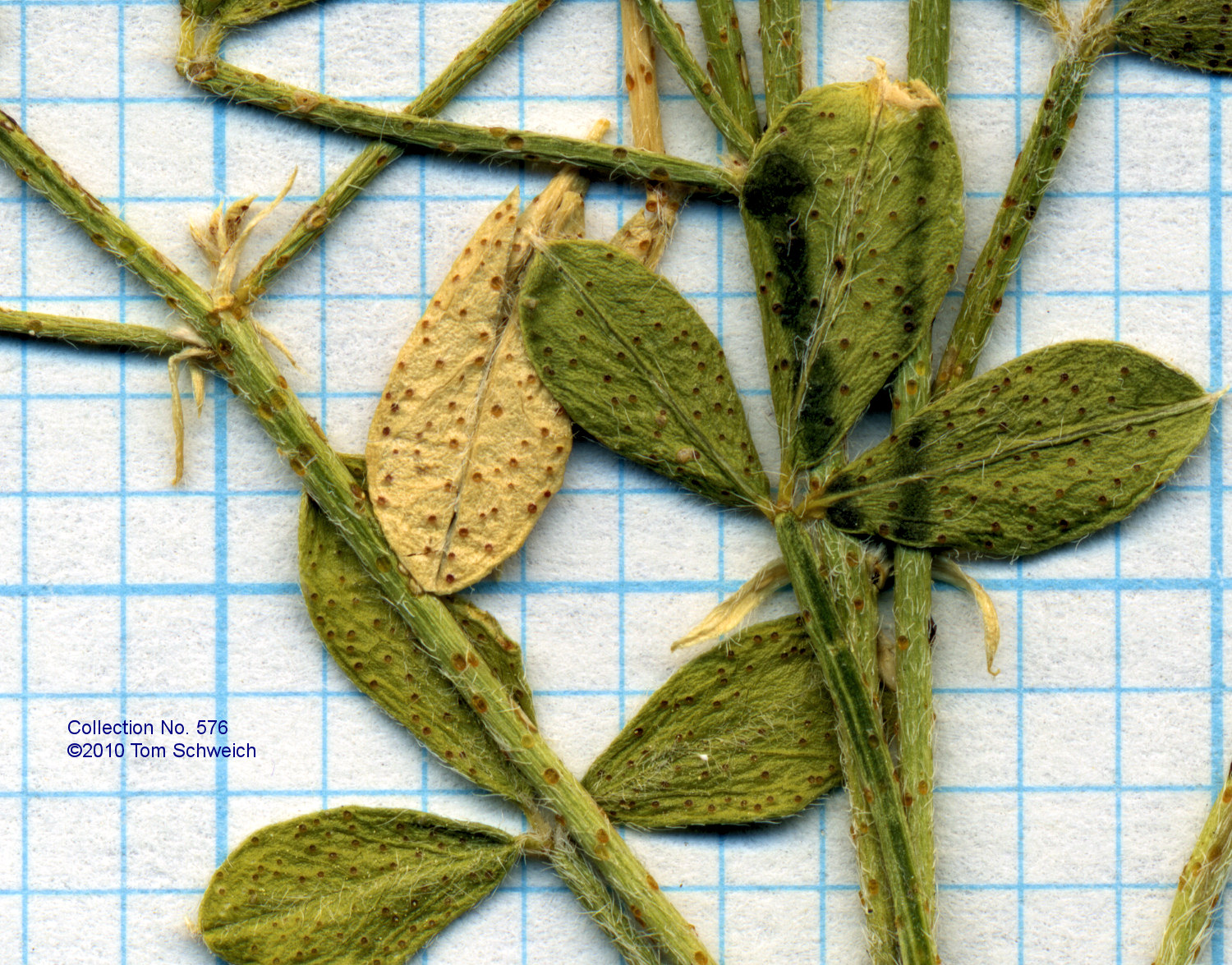 Fabaceae Psoralidium lanceolatum