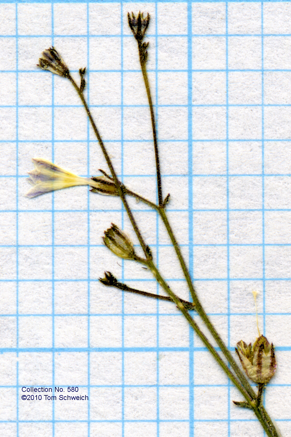 Polemoniaceae Aliciella monoensis