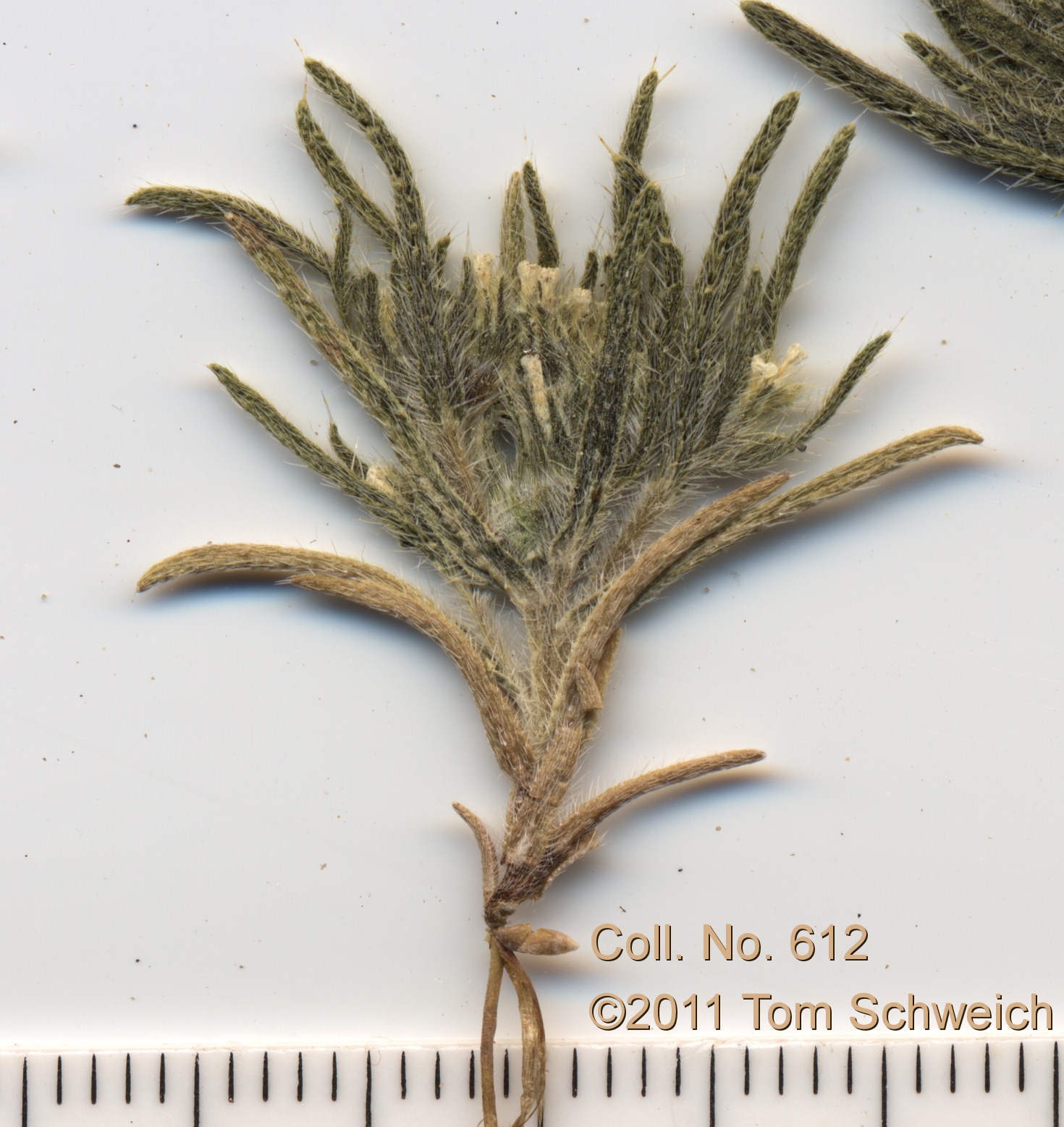 Boraginaceae Cryptantha
