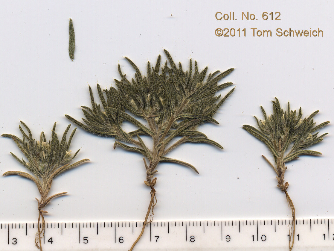 Boraginaceae Cryptantha
