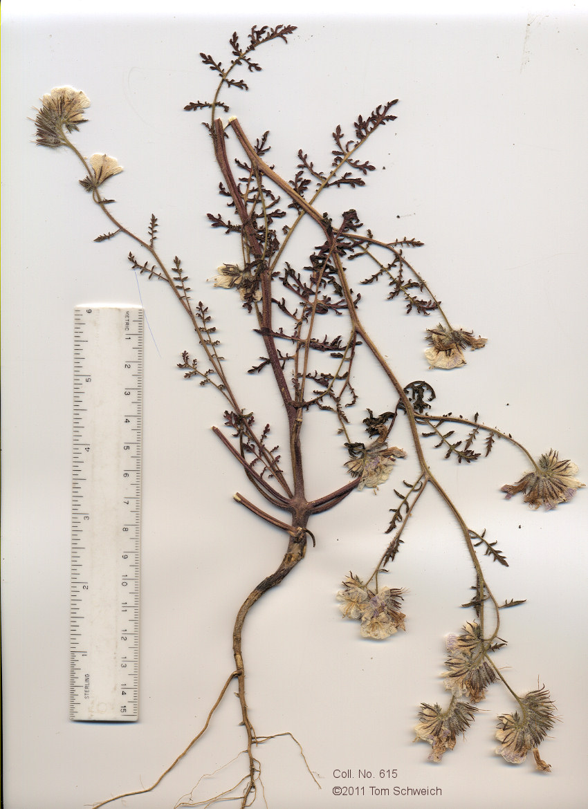 Boraginaceae Phacelia vallis-mortae